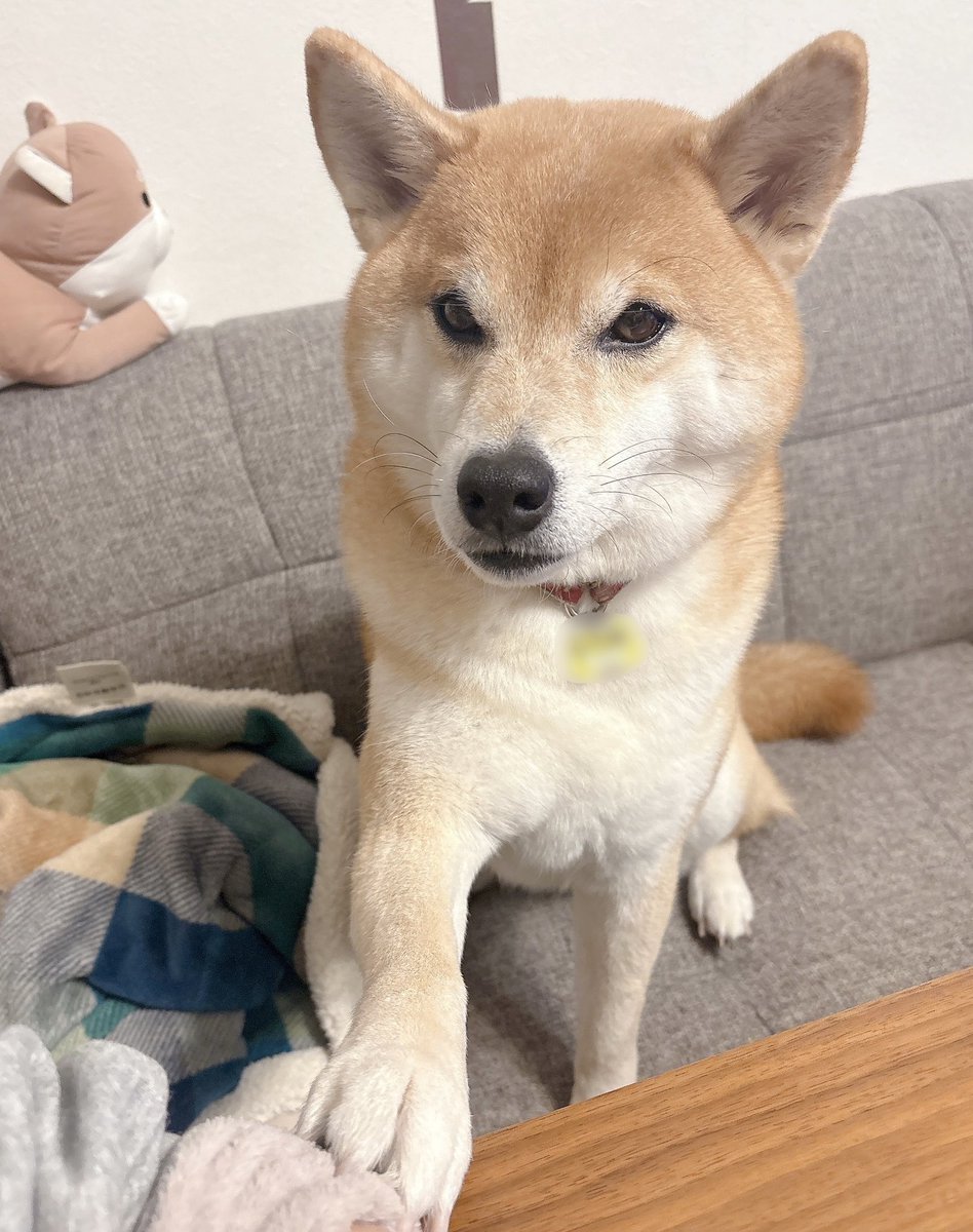 柴犬むぎ (@shiba_inu_mugi) / Posts / X