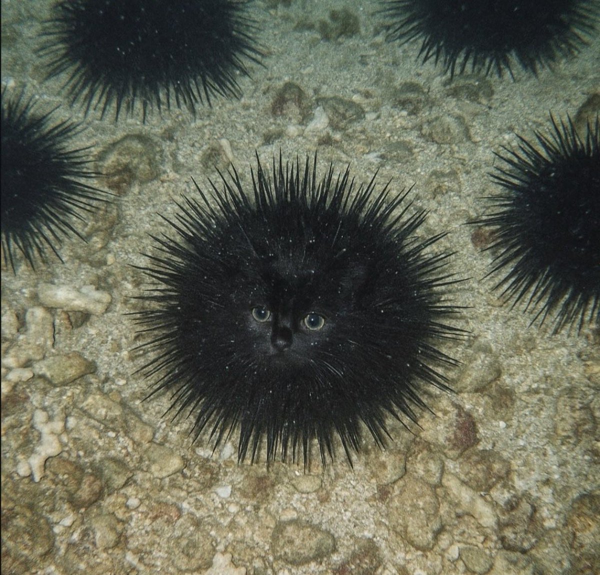 hopes_revenge's tweet image. step  on me  .  I want to  infect you with my  poison