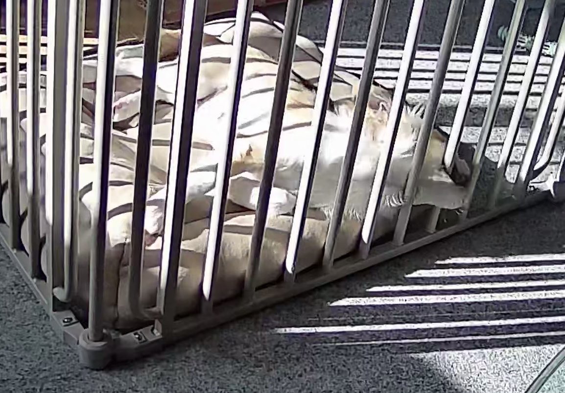 サークルの中も好きなようにレイアウト？😛 柵を齧りたくなる気持ちは