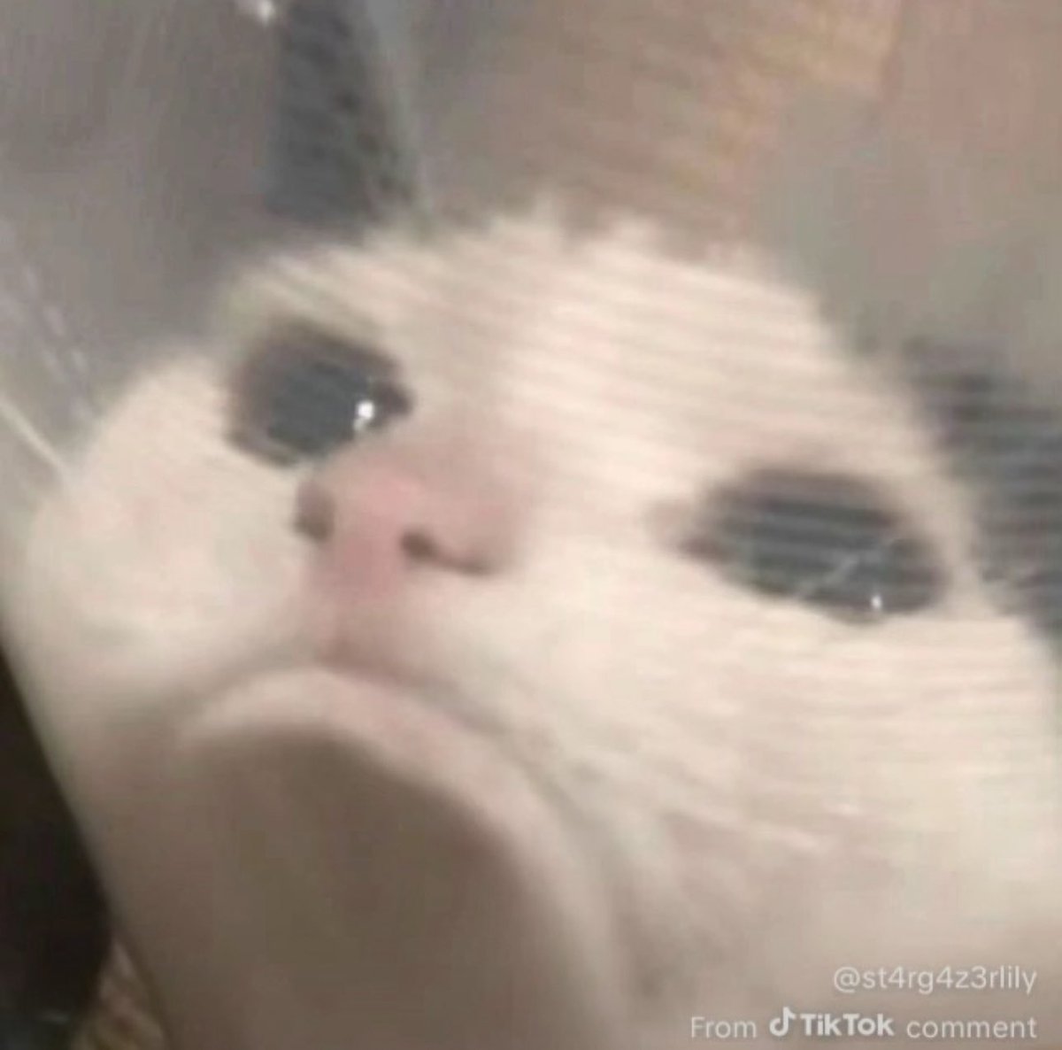 SteinCreation's tweet image. Well now you’ve gone and got him all emotional. Come on now.