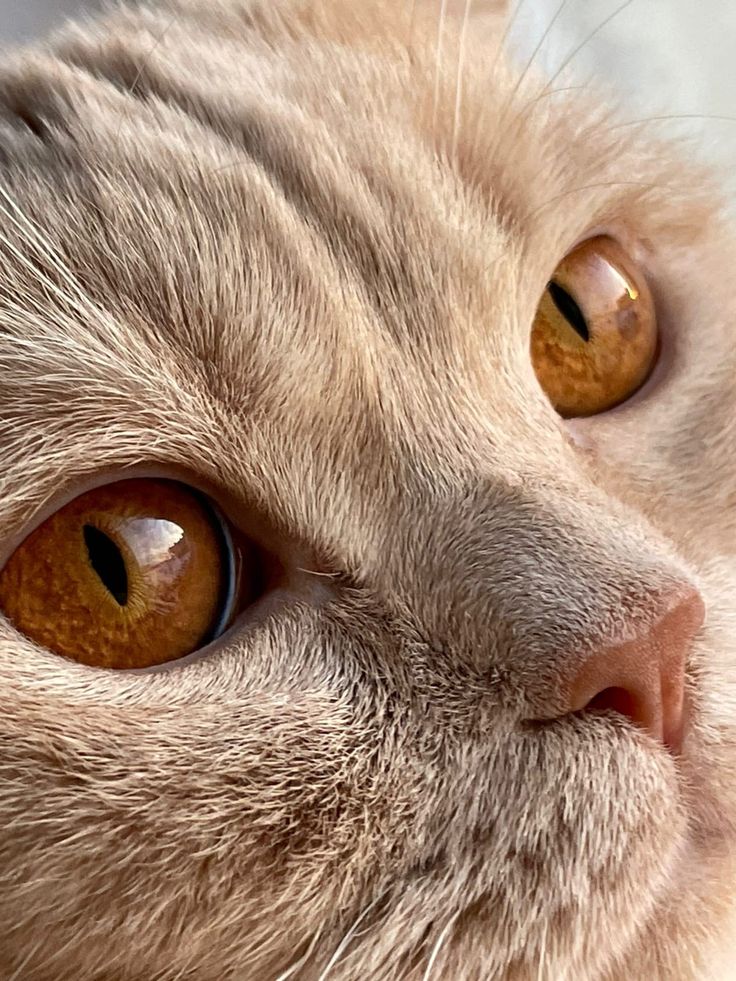 vivaneil1234's tweet image. 