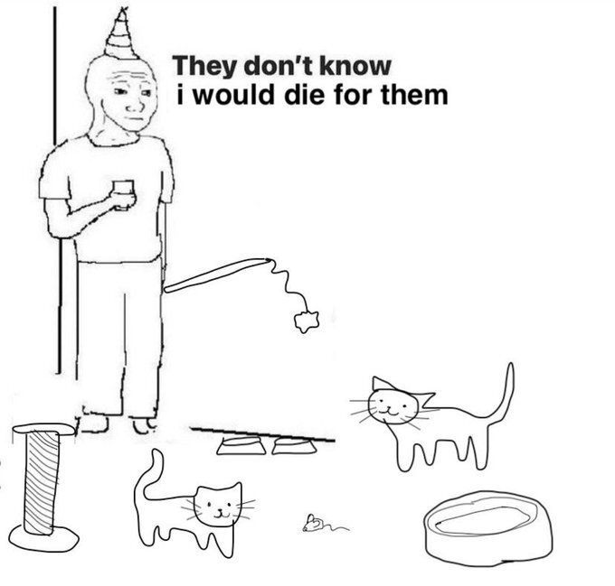 Cat TikToks (@cattiktoks) on Twitter photo 