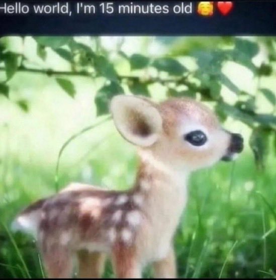 iz (@newmasarati) on Twitter photo 