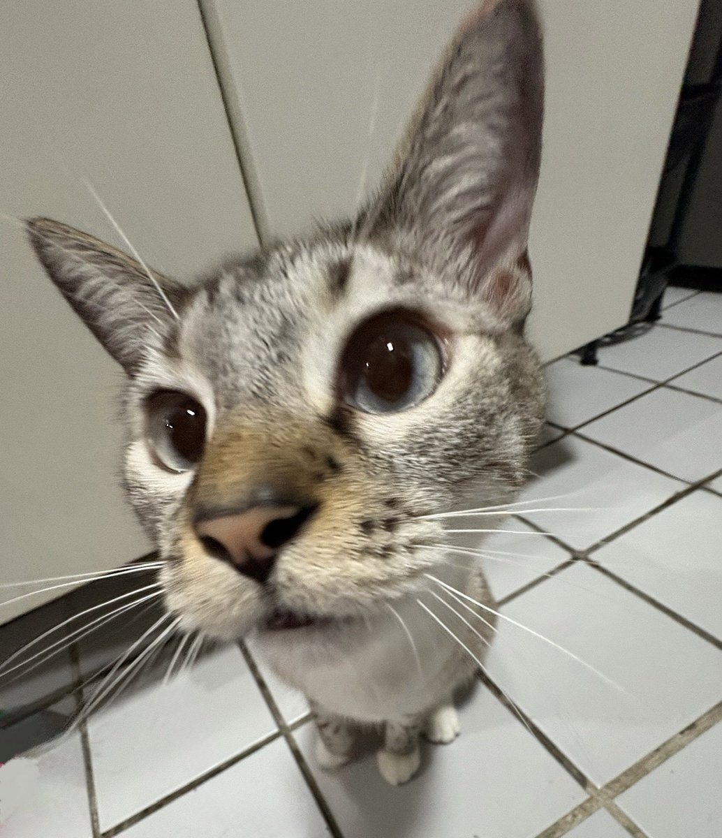 ibatminho's tweet image. tirei essa foto do meu gato hj e lembrei do lee know não sei explicar pq