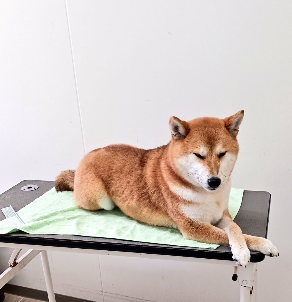 ChacoIto's tweet photo. フーやれやれ😤
#柴犬　#2025ラスト風呂 https://t.co/inU818uJ71