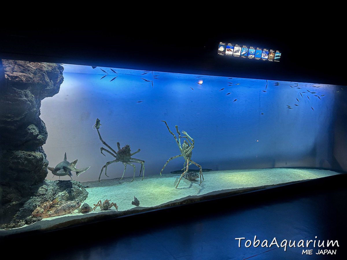 TOBA_AQUARIUM's tweet photo. こんなに水槽空いてるのに……なんでそんなにかたまってるの？？……………………（小声）

#鳥羽水族館 https://t.co/EApDhWx3I1