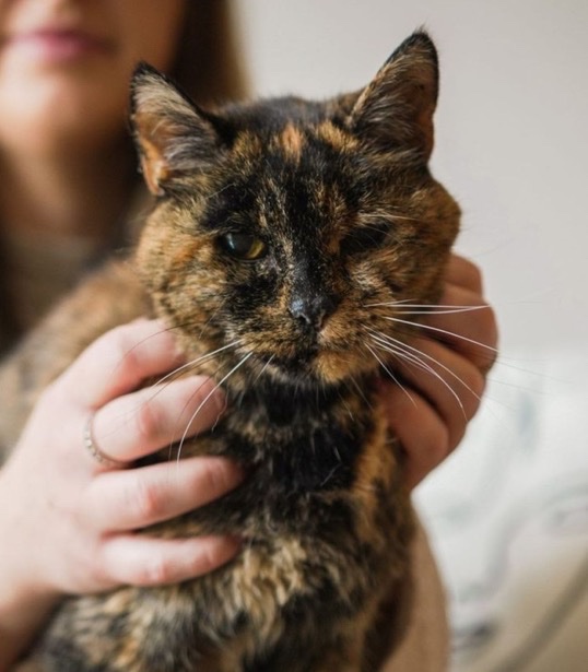 CerfiaFR's tweet image. 🇬🇧😻 FLASH | Le chat Flossie a fêté ses 30 ans hier. C’est le plus vieux chat du monde, avec l’équivalent de 140-150 ans humains ! 🥰