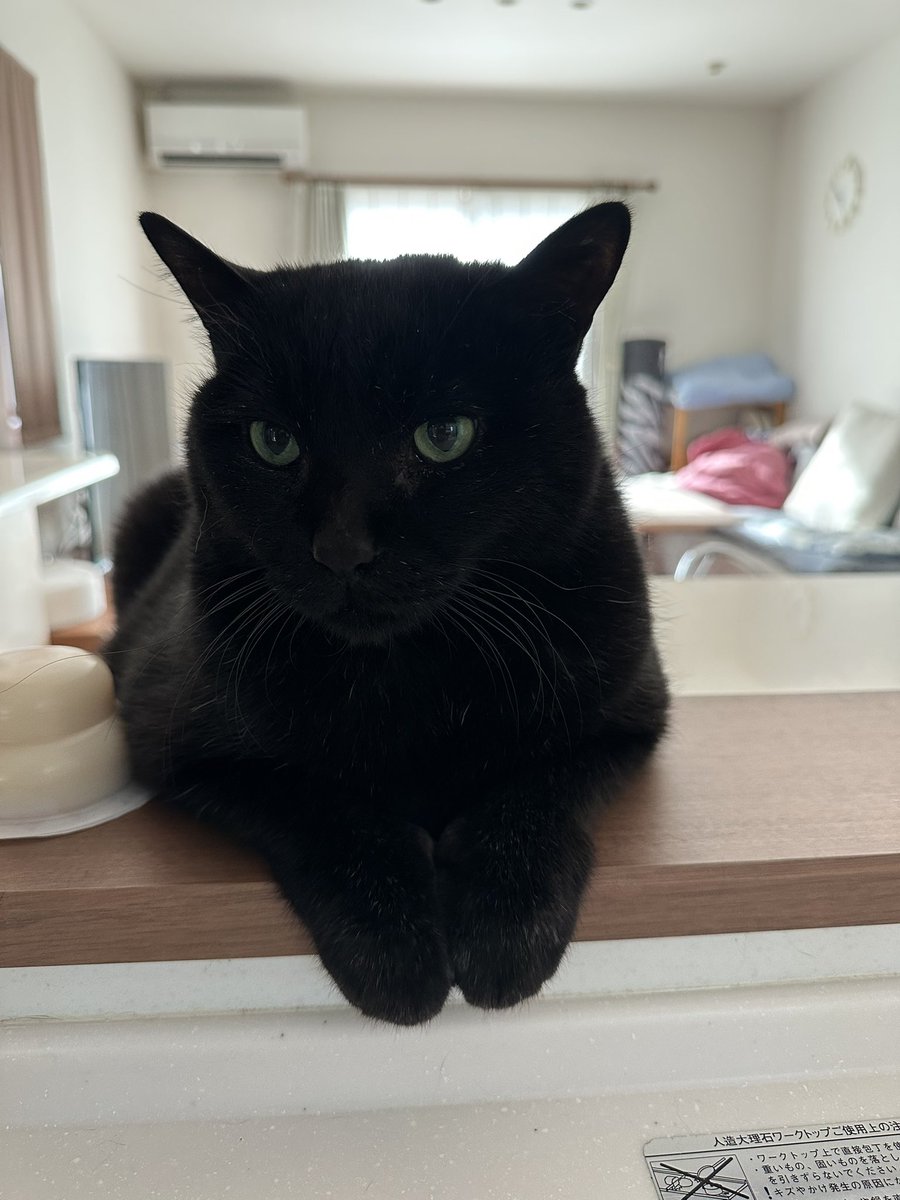 黒猫 我が家の黒猫 (@kuro5696) / Posts / X