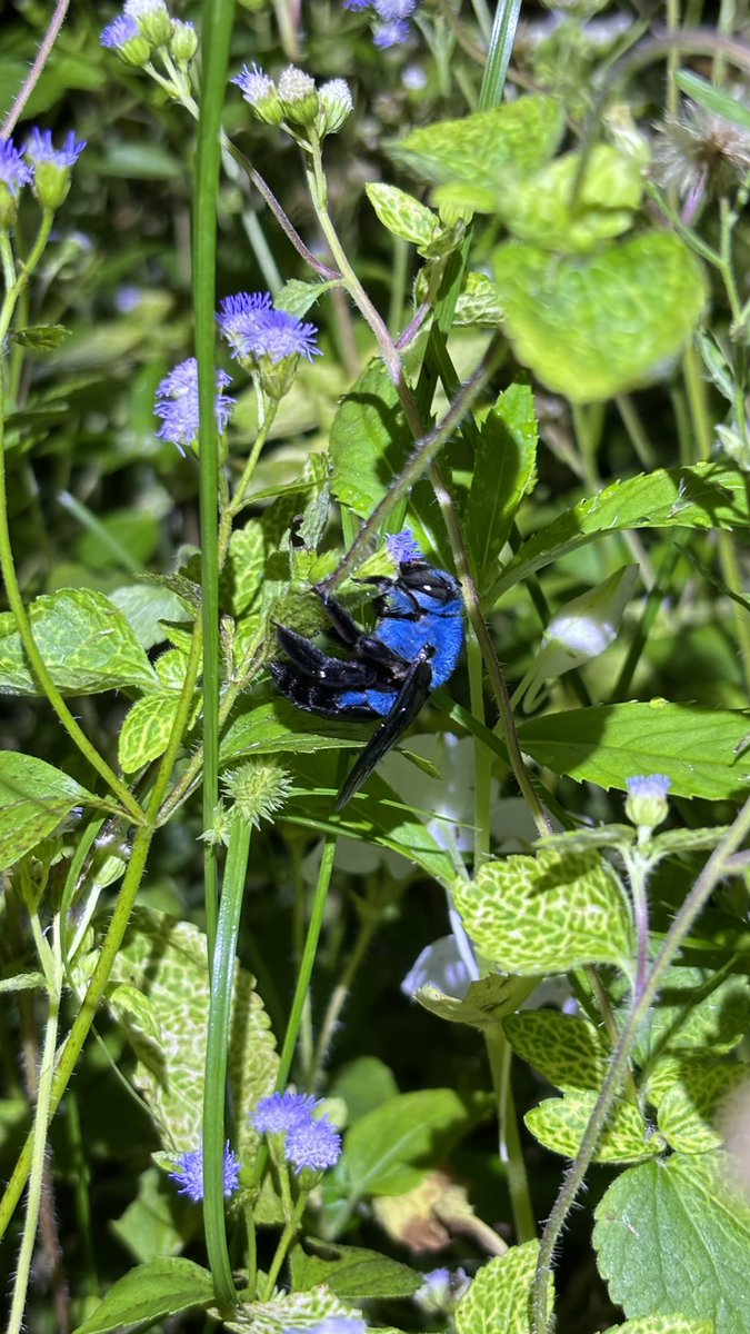 blue carpenter bee
Xylocopa caerulea

昨日の夜、この辺りで虫を探して歩いていたら、
花畑の中でこの子に出会いました！！
とても綺麗で、めちゃくちゃ可愛かったです！！！