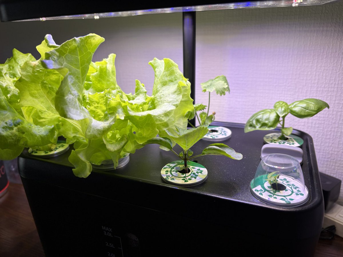 nezakezzZ's tweet photo. そういや、26日目!
めっちゃ育ってる!🌱
リーフレタスこれ、食べれるんじゃない?
いいぞコレ
#IDOO #水耕栽培キット https://t.co/GgsSmcH7Oi