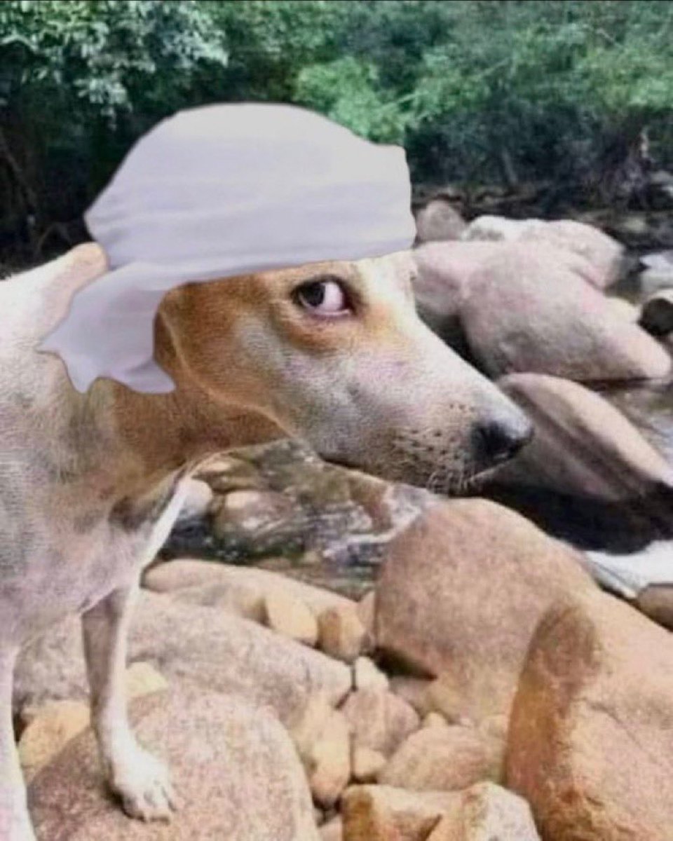 عثمان. tweet media