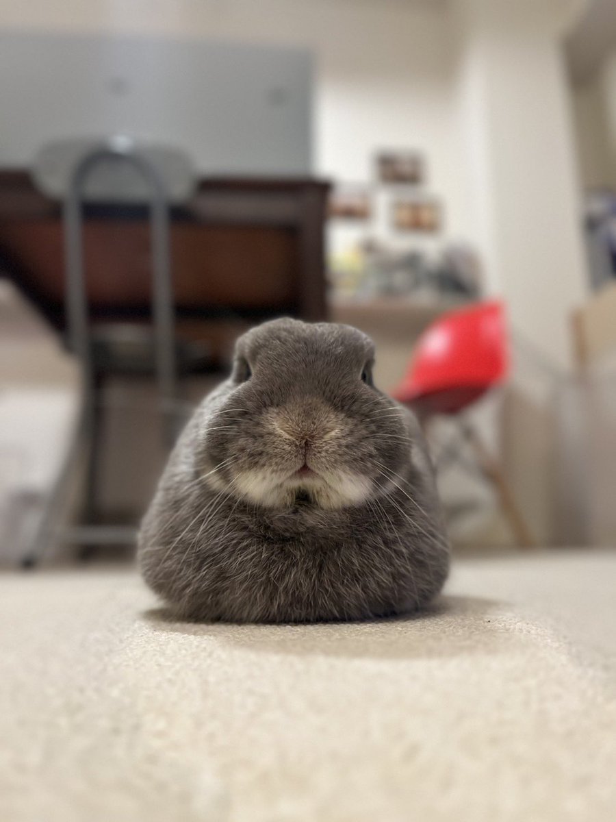 一足早く餅になるぴん君