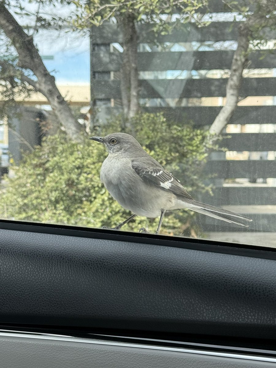 so pure of heart that the birds try to come in my car and hang out w me