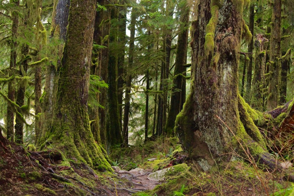 seattleiminyou's tweet image. North Bend, Washington