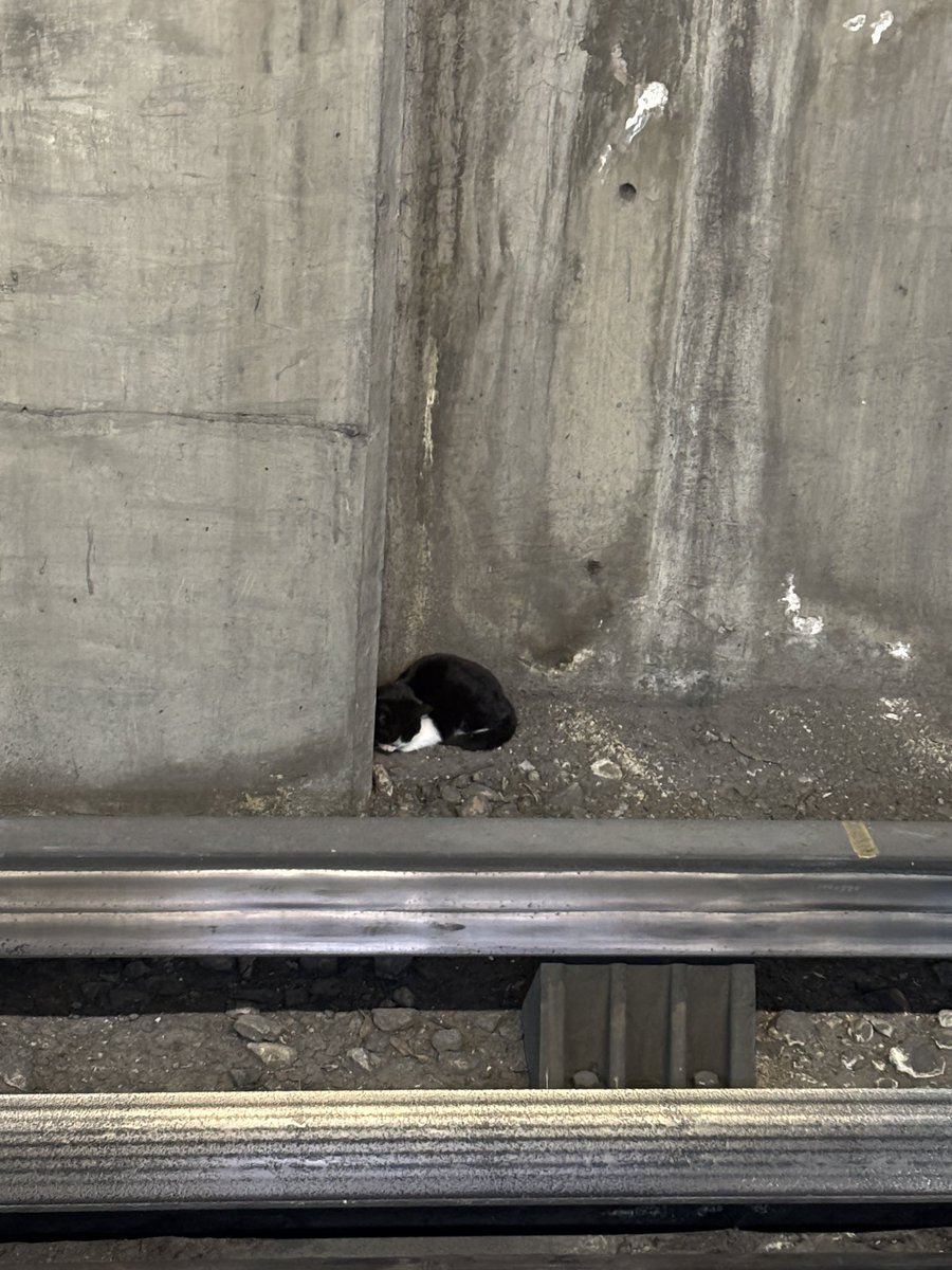 elmaxcontreras's tweet photo. @MetroCDMX hay un gatito solito en las vías de la estación Coyuya en la línea 8 dirección Constitución ☹️ confirmamos y esta vivo ya que movió la cabeza en varias ocasiones 
Les pido su ayuda para que puedan rescatarlo y si se puede conseguirle un hogar #URGENTE #MetroCDMX https://t.co/zA9oqynS9O