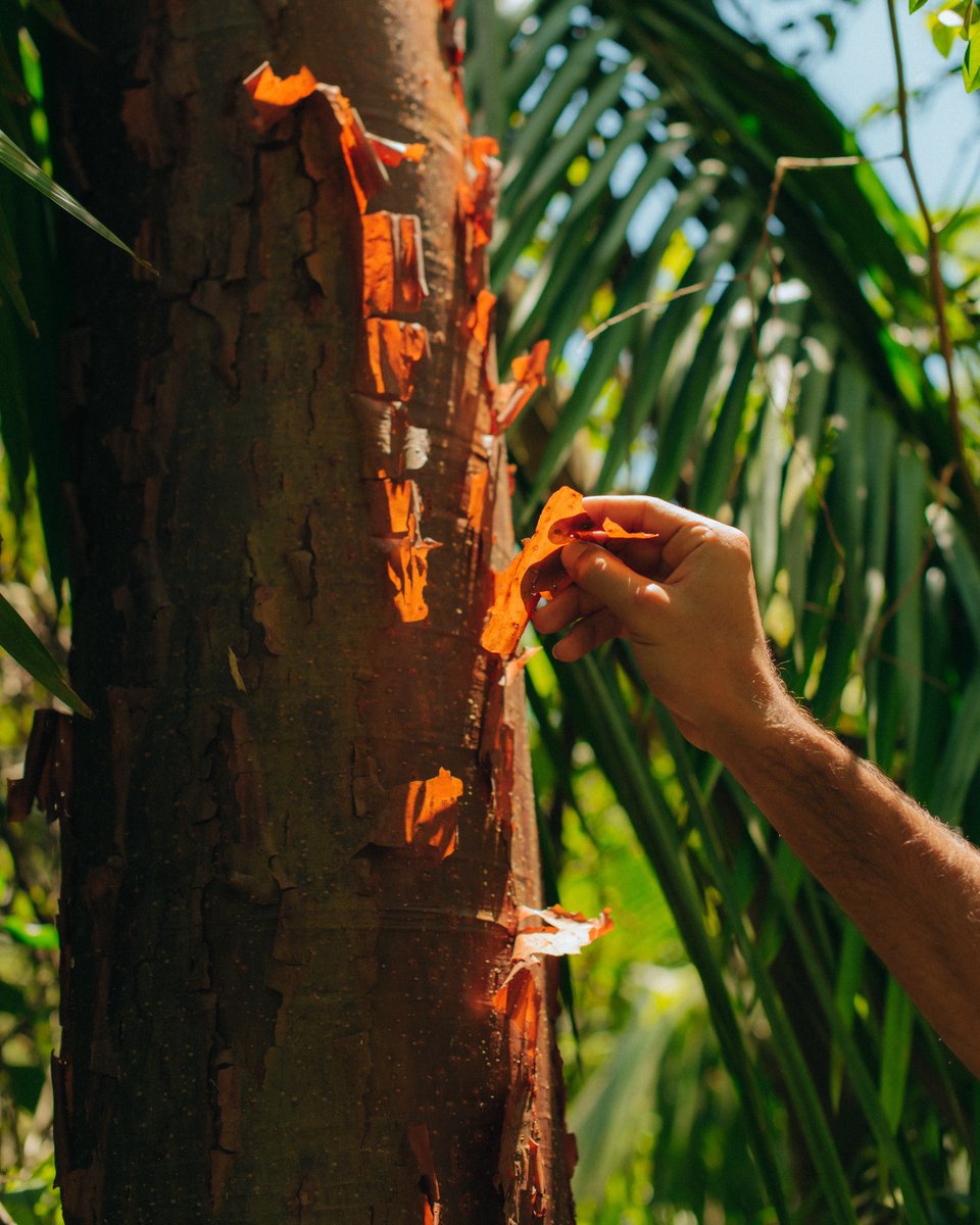 FSTamarindo's tweet image. With a stunning 3,000-acres of nature reserve to admire and explore, every moment at Tamarindo becomes an opportunity for exploration and discovery. 

#FSTamarindo #ExperienceFS