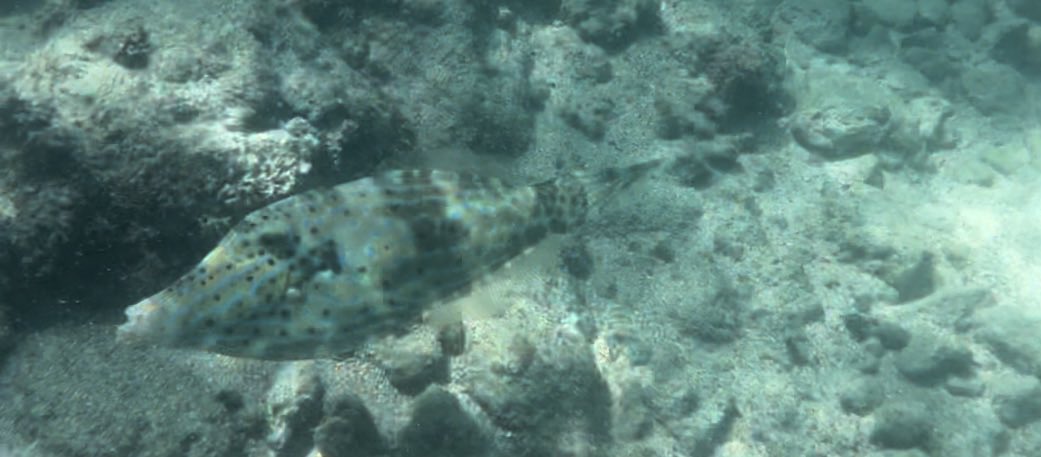 Filefish