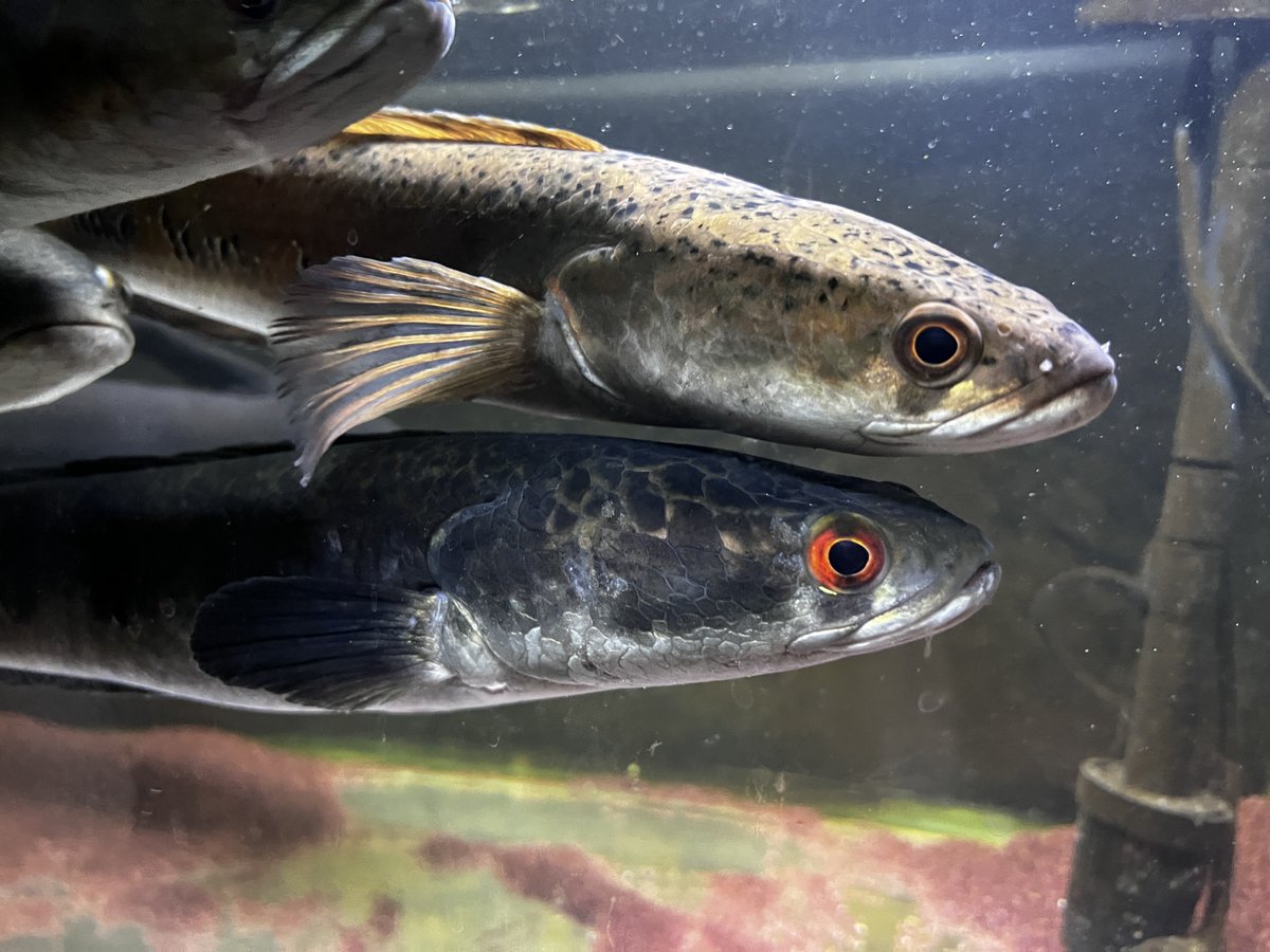 水換えした カエルの飼い方、自分の中での決定版が決まった感じがした