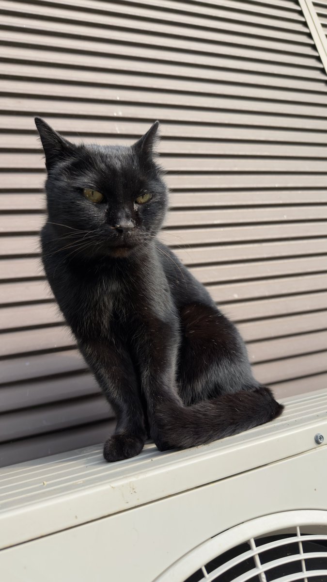 ネコちゃん photo 今日の猫ちゃん🐈‍⬛