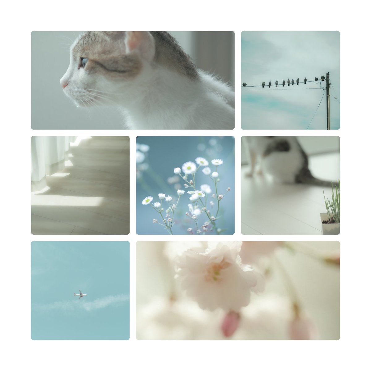 2025年振り返り
猫が家族に加わった😺