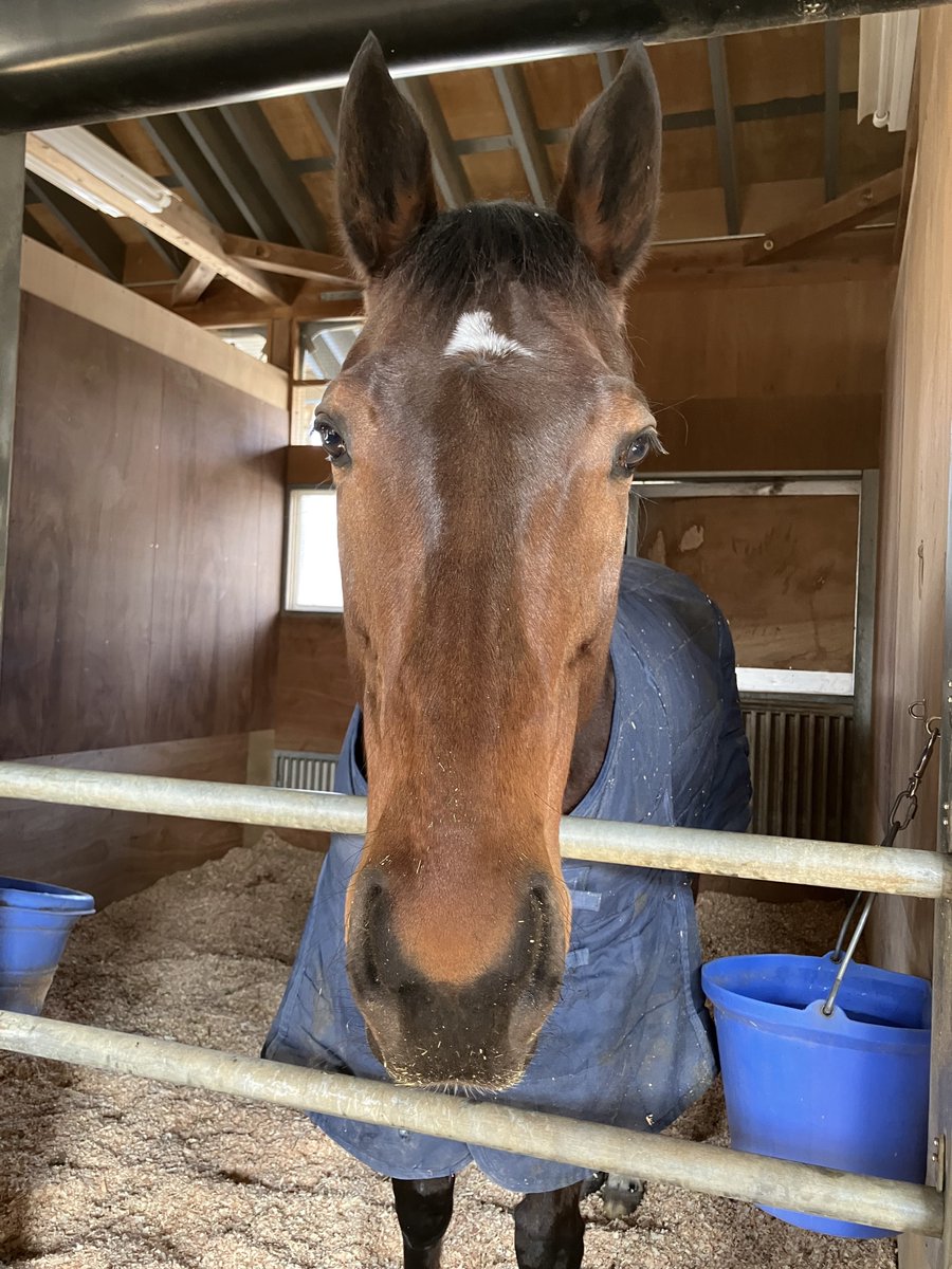 にゃんたろー (@nyan8376taro) / Posts / X