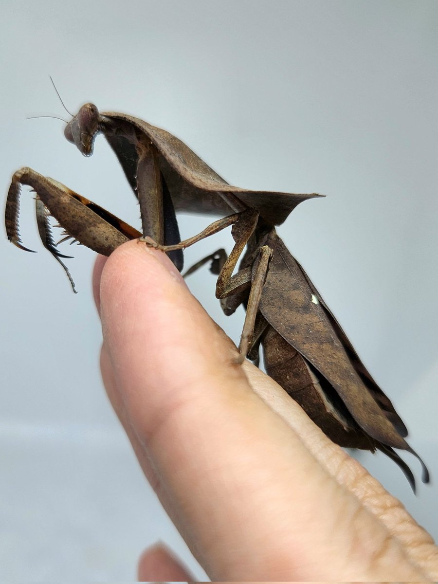 Post by mizu on X: 格好良い✨🪼