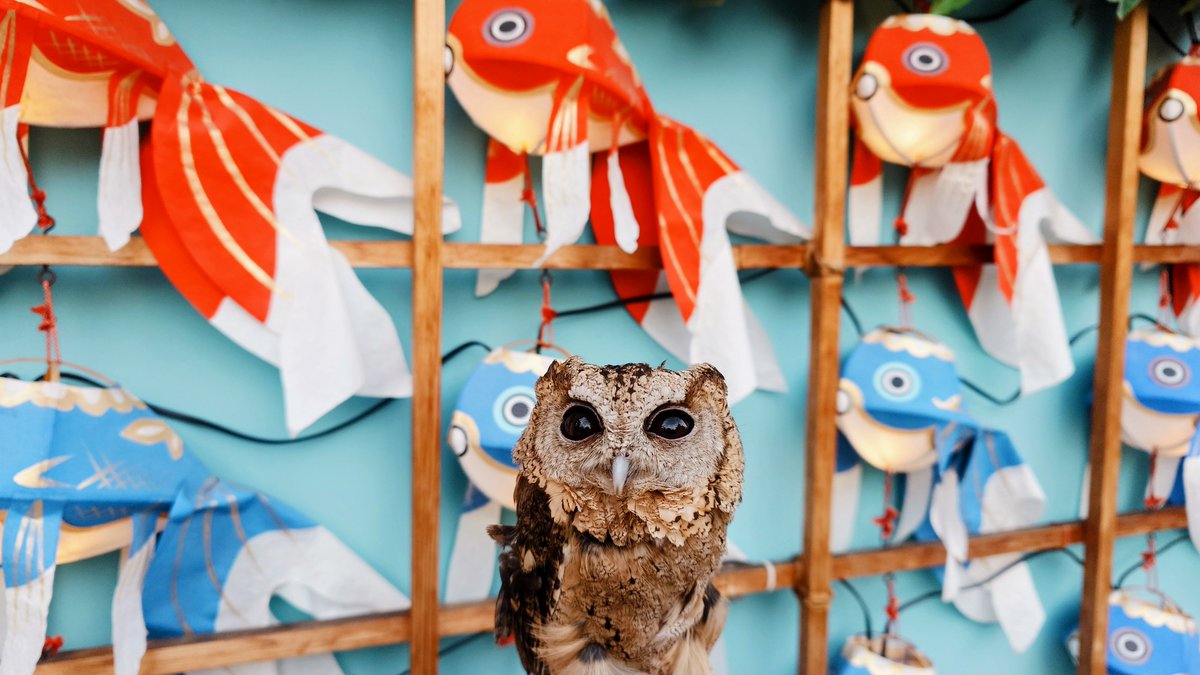 小さなミミズク フクロウとミミズクの違いは？ 種類・コノハズクとの違い・大きさ