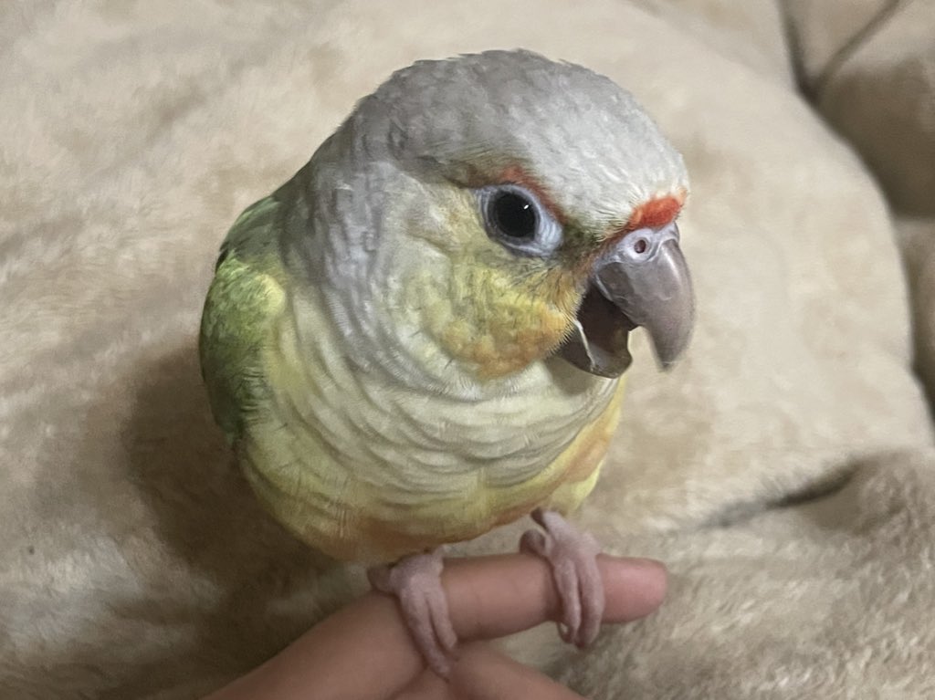 gueeex_x's tweet image. 可愛い大あくび🥰