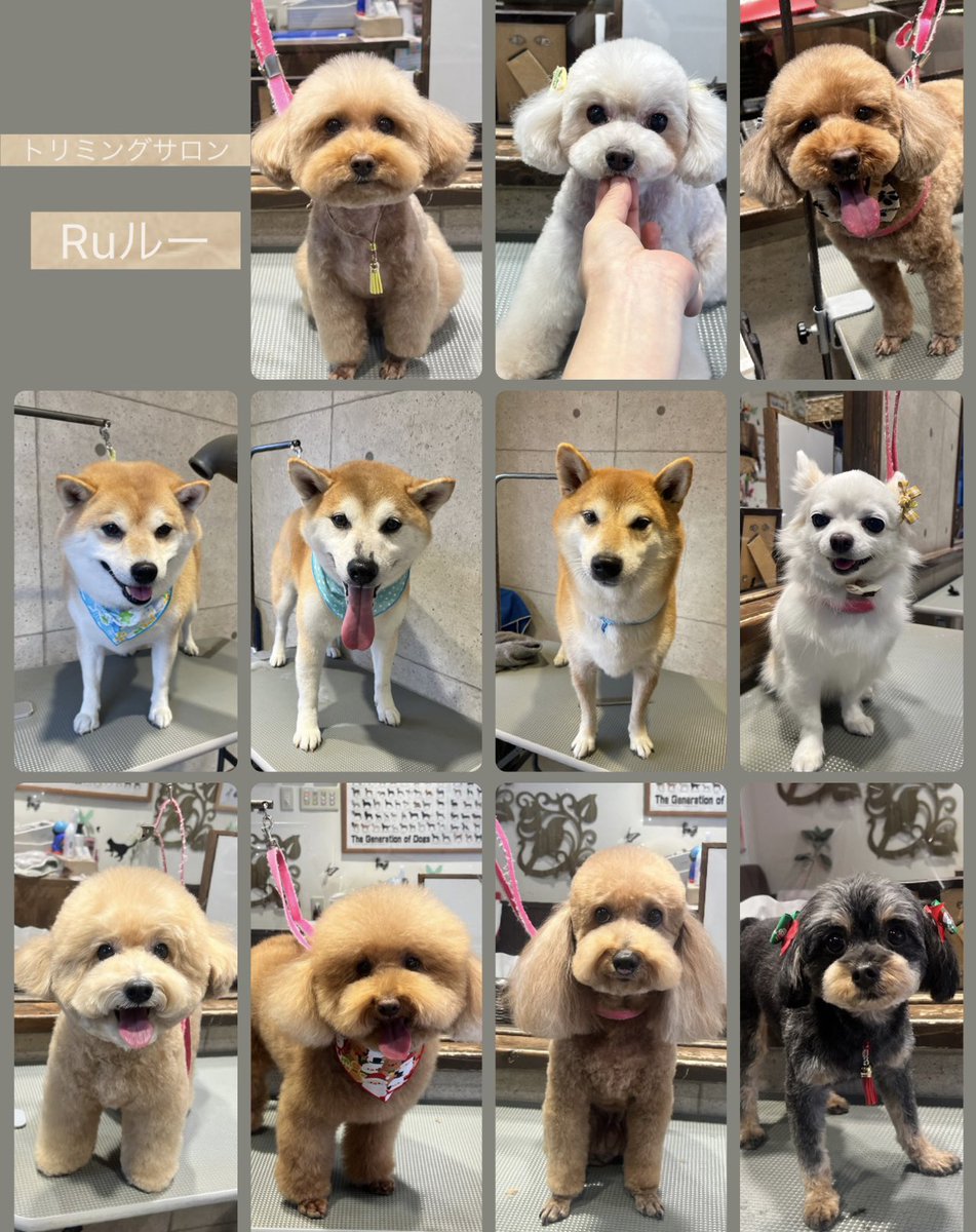 ♡トイプードルのココちゃん
♡トイプードルのモカちゃん
♡トイプードルのグーフィーくん
♡柴犬の丸くん＆福くん＆源くん
♡チワワのくうちゃん
♡トイプードルのまるくん
♡トイプードルのシェリくん
♡トイプードルのまーくん
♡ハーフのチョコちゃん
です（╹◡╹）
.
.