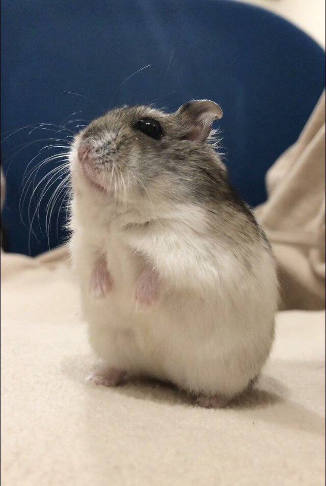 ハムスターはいいぞ✨️
