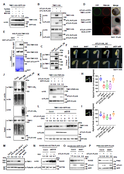 E3 Ubiquitin Ligases ATL31/6 mediate TMK1 Degradation to Downregulate TMK1-Dependent Auxin Signaling in Arabidopsis #correspondence #PlantCommunications cell.com/plant-communic…