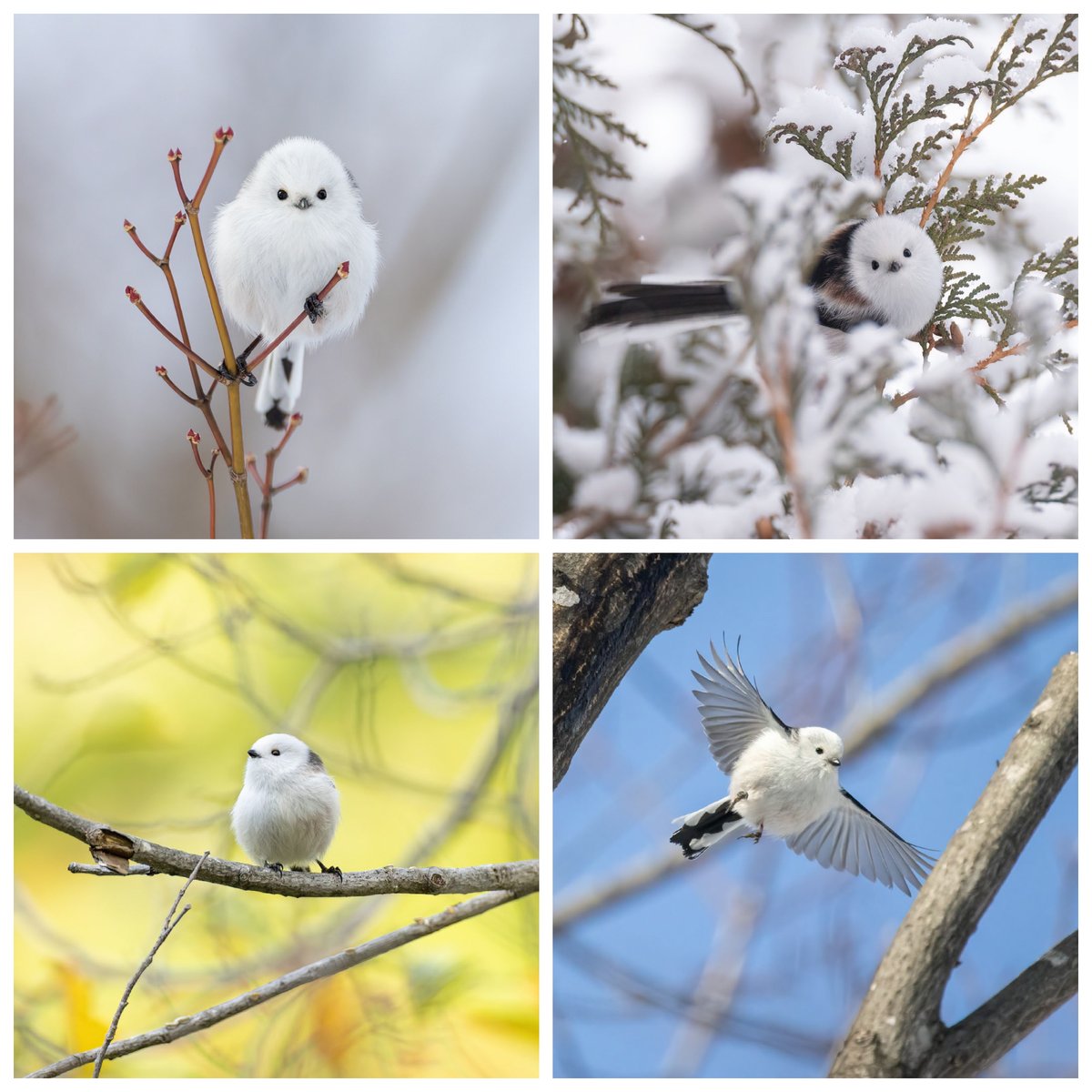 おりおり】かがみもちになりたいシマエナガちゃん形オルゴナイト☆他2