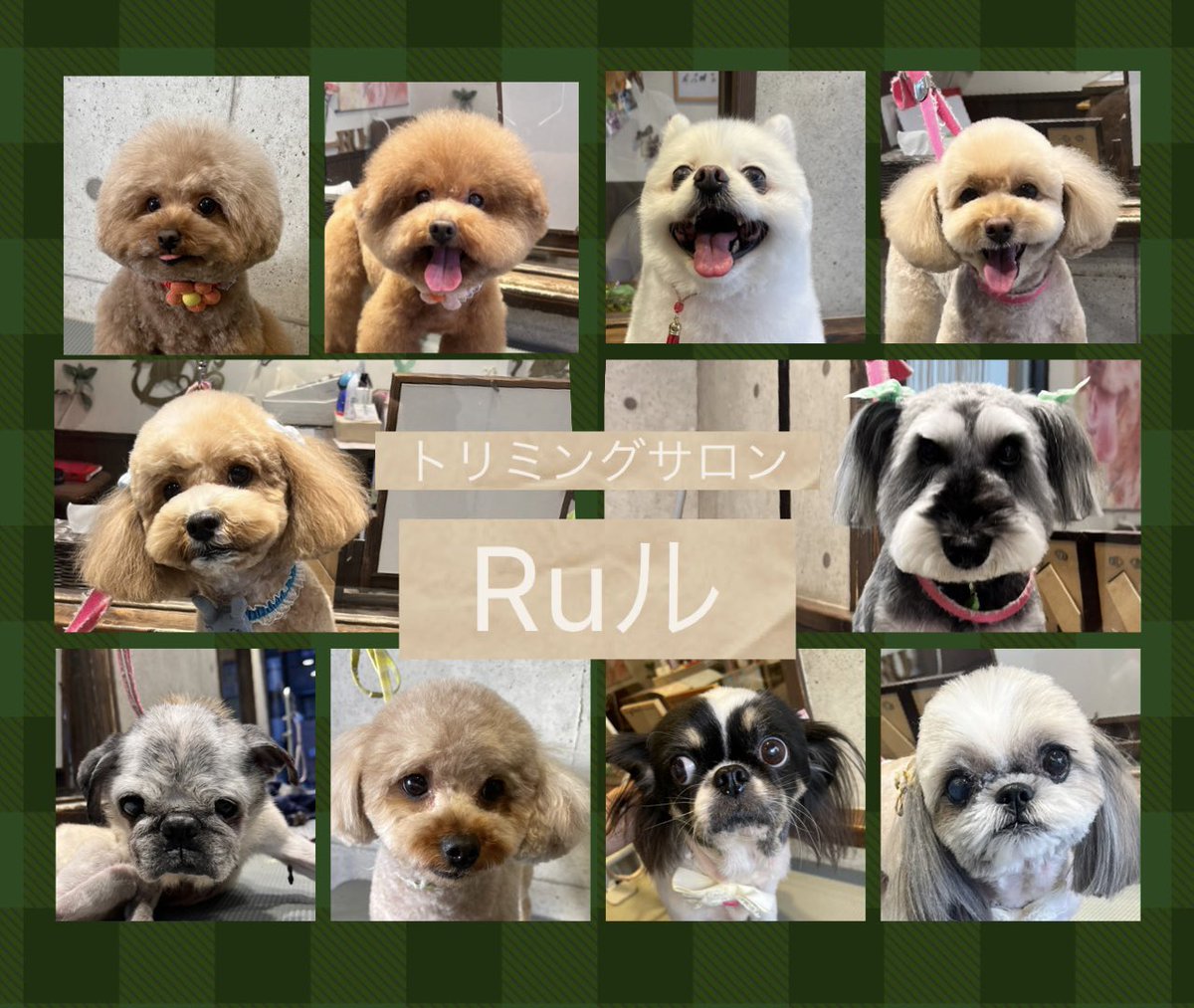 ♡トイプードルのメイちゃん＆シェリちゃん
♡ポメラニアンのラムちゃん
♡トイプードルのそらちゃん
♡ハーフのくうくん
♡ミニチュアシュナウザーのソラくん
♡パグのはなちゃん
♡トイプードルのちゃちゃまるくん
♡ハーフのナッツちゃん＆ココちゃん
です（╹◡╹）
.
.