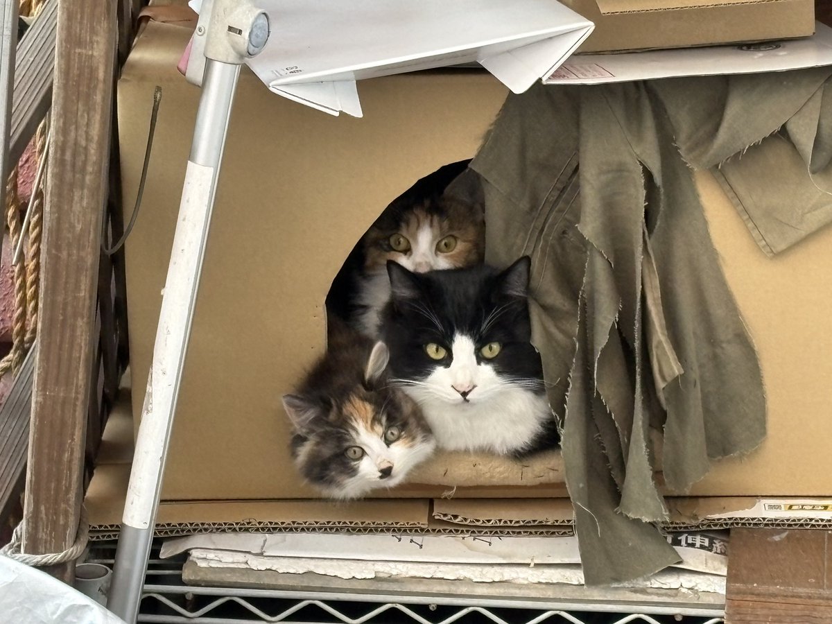 ❤️ペコちゃんいい出会いを❤️さん専用 PEKO@12/31西2え36a脂華 (@ab_peko) / Posts / X