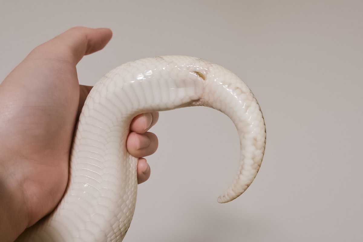 SAOZI_LOW's tweet photo. へびの蹴爪🐍
退化した後ろ足 https://t.co/ECrd9FD5wd