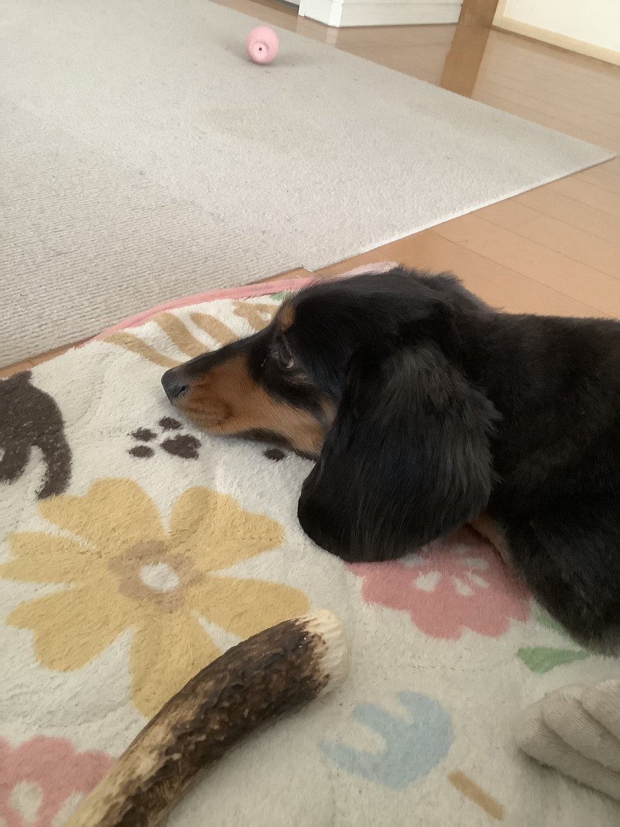 くぅちゃんのママ (@kuchanmama) / Posts / X