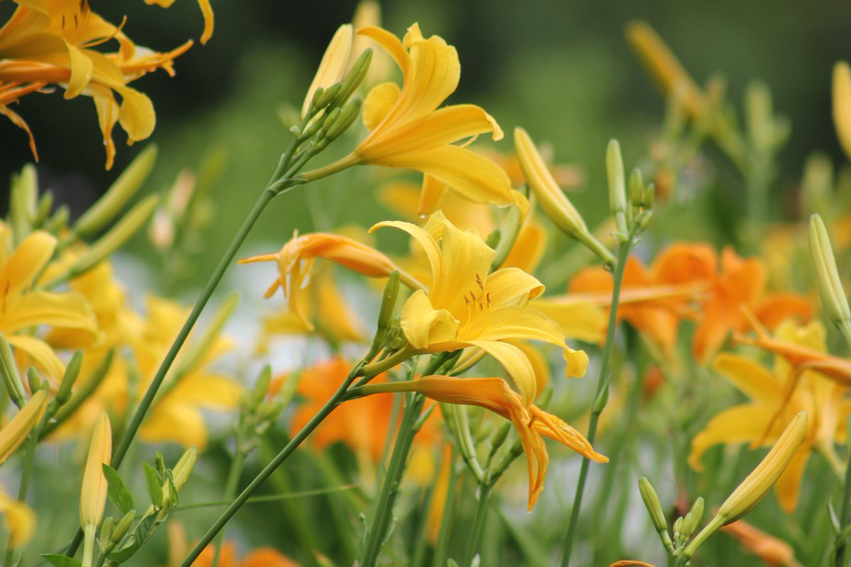 RealityDesignz's tweet image. Một số loài diều hâu, như diều hâu chân nhọn, chuyên bắt các loài chim nhỏ 🦅🐦