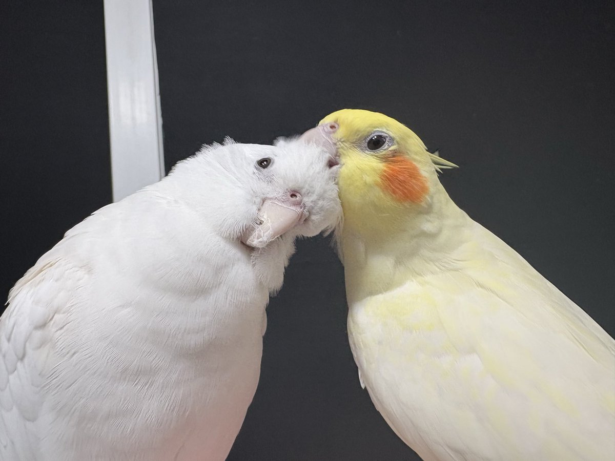 FlyingBanana33's tweet image. 아니 잘 못긁었다고 이렇게 화낼일이야