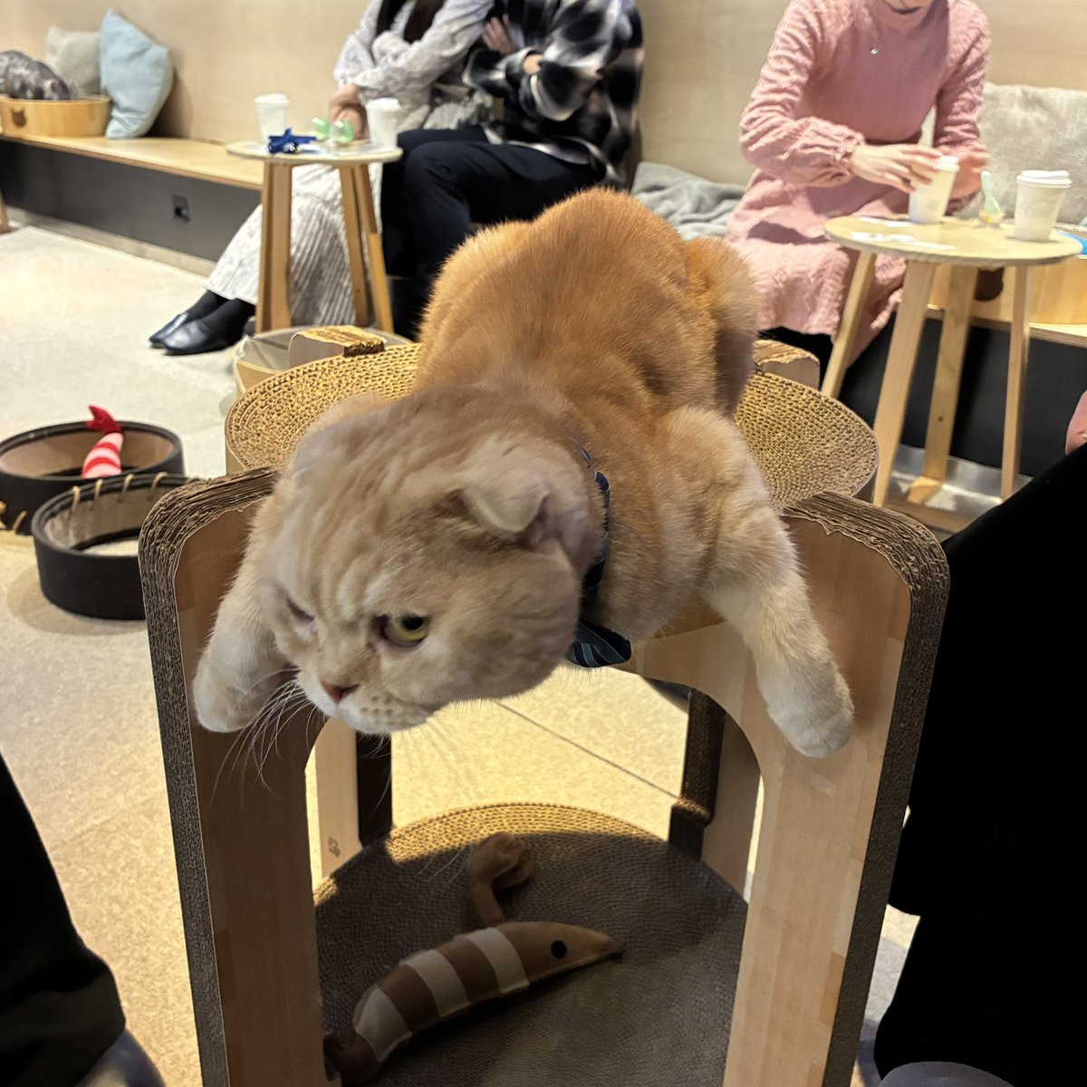 院長 tweet media