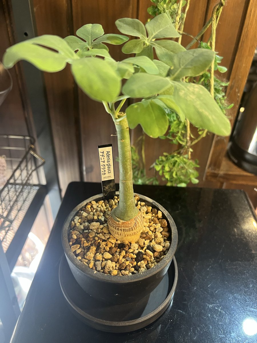 chanokoge's tweet photo. 妻がアデニアグラウカ欲しいって言ってたから購入🌱
これで今年の草納め🙌 https://t.co/eUVmIO71HW