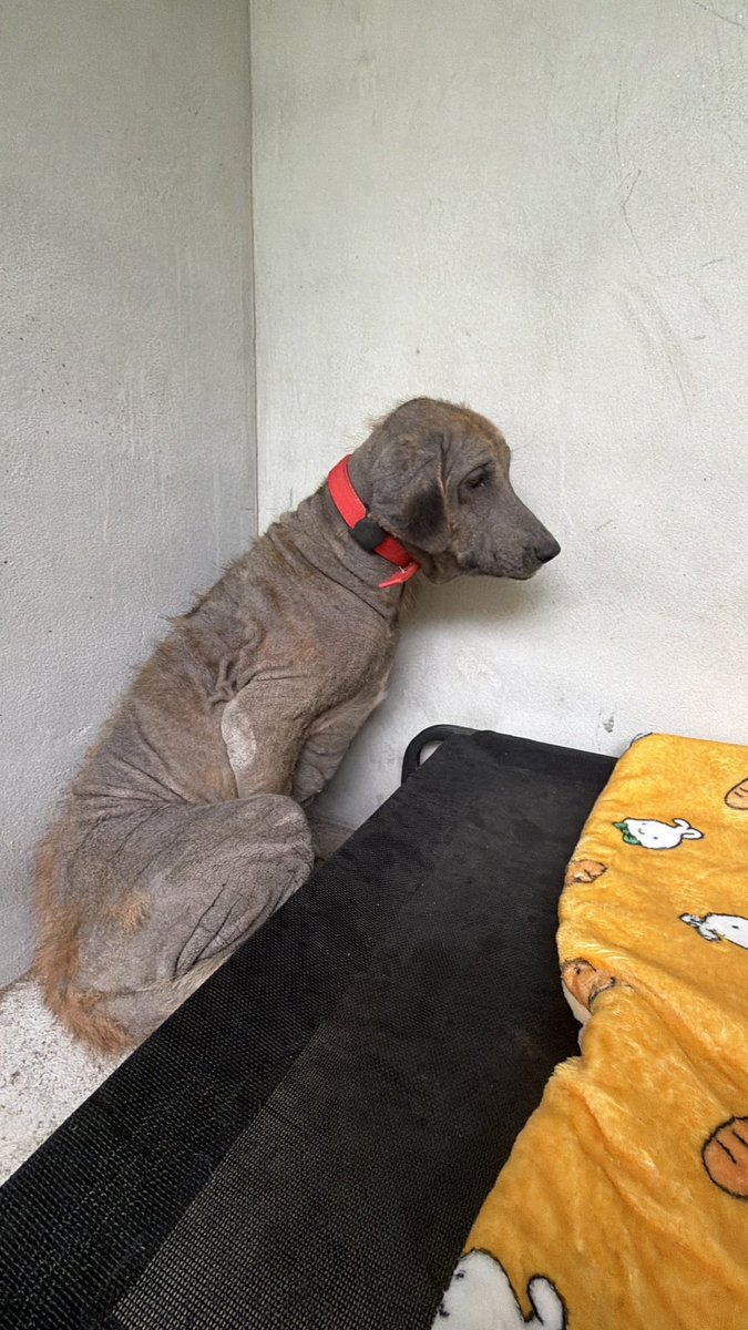 NiallHarbison's tweet image. 45 days between these 2 photos. 

There’s is a reason why we call that little patch of gravel Hope Avenue. 

Once a dog walks down it their life will change forever. 

Sienna is glowing ❤️