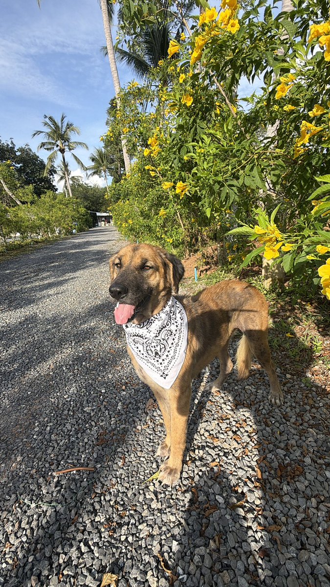 NiallHarbison's tweet image. 45 days between these 2 photos. 

There’s is a reason why we call that little patch of gravel Hope Avenue. 

Once a dog walks down it their life will change forever. 

Sienna is glowing ❤️
