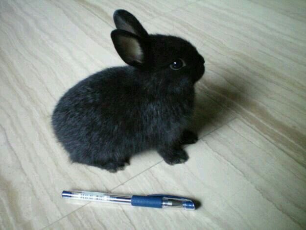 Bunnies's tweet photo. https://t.co/7kVp6e00Ue