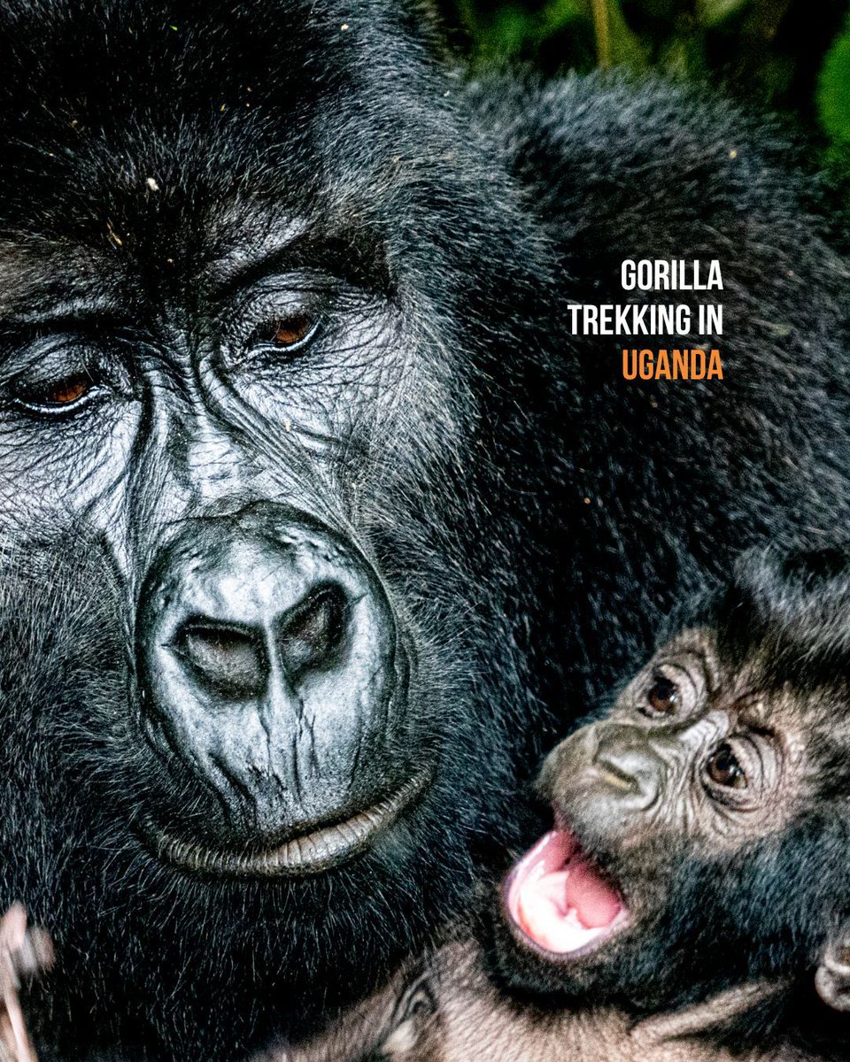 Are you in need of some 2026 travel inspiration? Join us for a life changing experience that brings you closer to the wild than ever before with our Wildlife Holidays 🦓

Click below to find out more about our Wildlife Holidays
thebucketlistcompany.co.uk/adventures/wil…