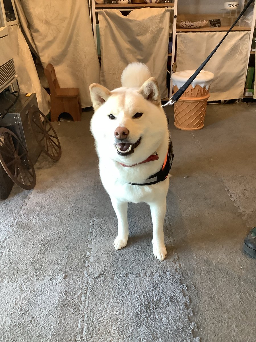 柴犬のコシロー君ご来店ありがとうございました❤️こんなに可愛い笑顔を向けてくれました☺️この笑顔にたくさんの人がきっと癒やされるね😆
#柴犬　
#ご来店わんこ　
#はらぺこ