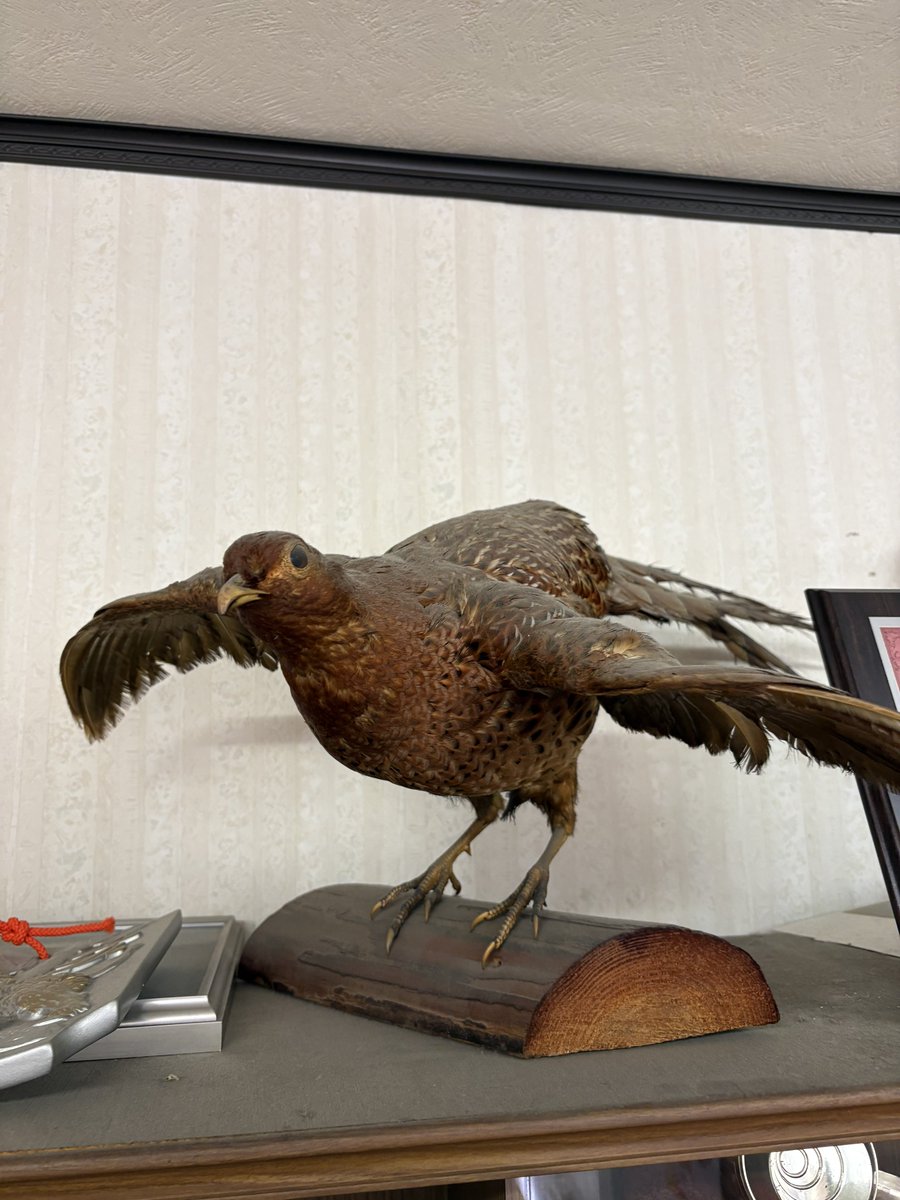 年末の大掃除で会社から捨てた剥製。鳥の名前が今になって気になってる。