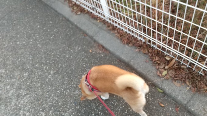 晦日の夕方散歩。

時々痛む左肩と肋骨を庇いながらちょっと遠くの公園まで。

年末ですねー 