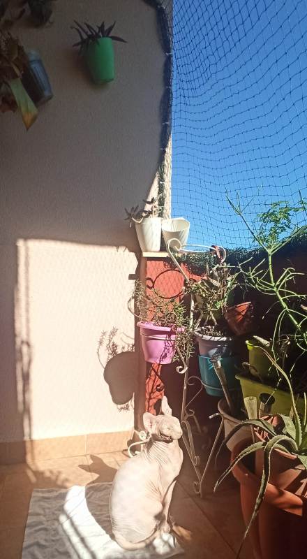 AdopFelinasVLC's tweet photo. #SORTU comienza el año tomando el solecito en el balcón protegido, que en invierno se agradece mucho
😊🌞
#sphynx
https://t.co/7gtKuiwXzP https://t.co/Xu0mPSi2EV