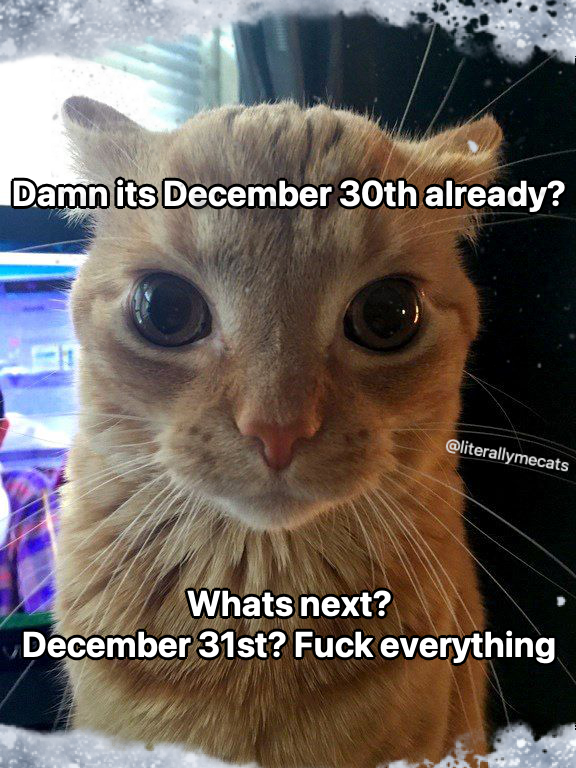 LiterallyMeCats (@literallymecats) on Twitter photo 