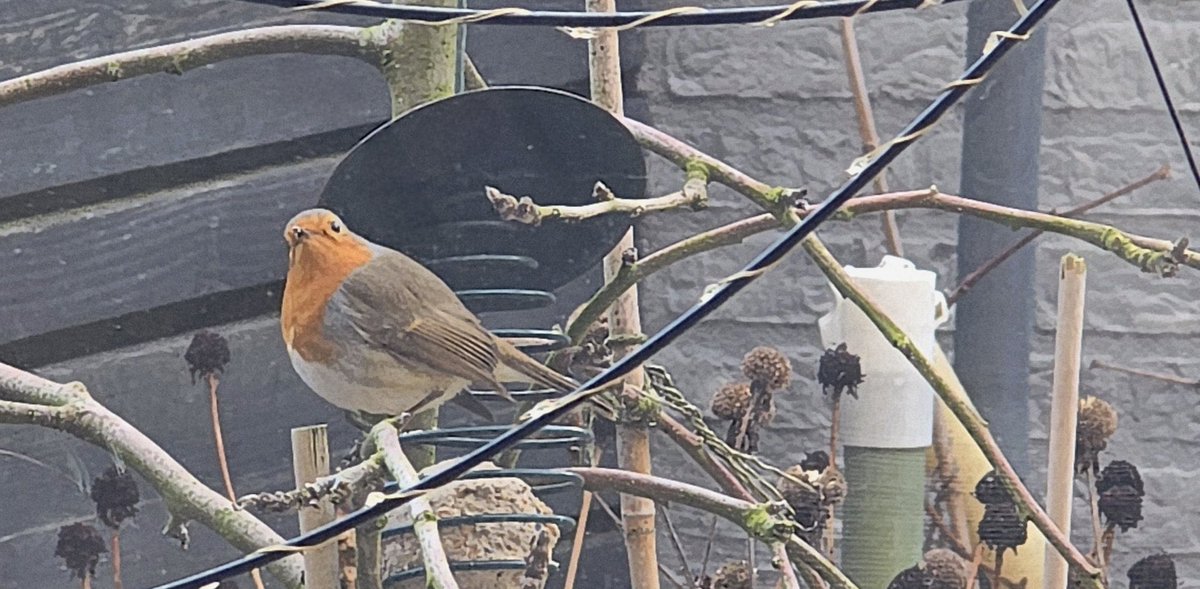 Onze blikken kruisten. We zagen dat het goed was. 
#roodborstje #Robin